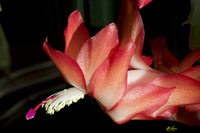 Christmas Cactus